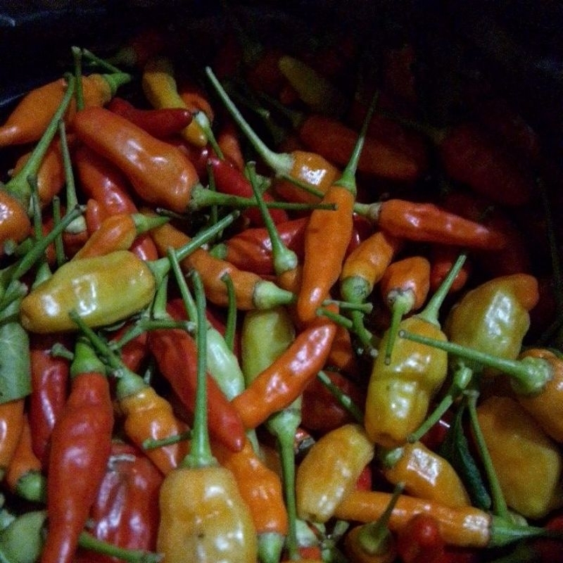 

cabe inul segar