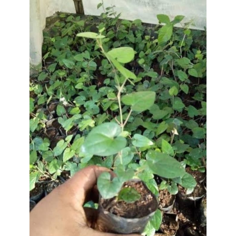 

Bibit Cabe Jawa Hibrida Super.