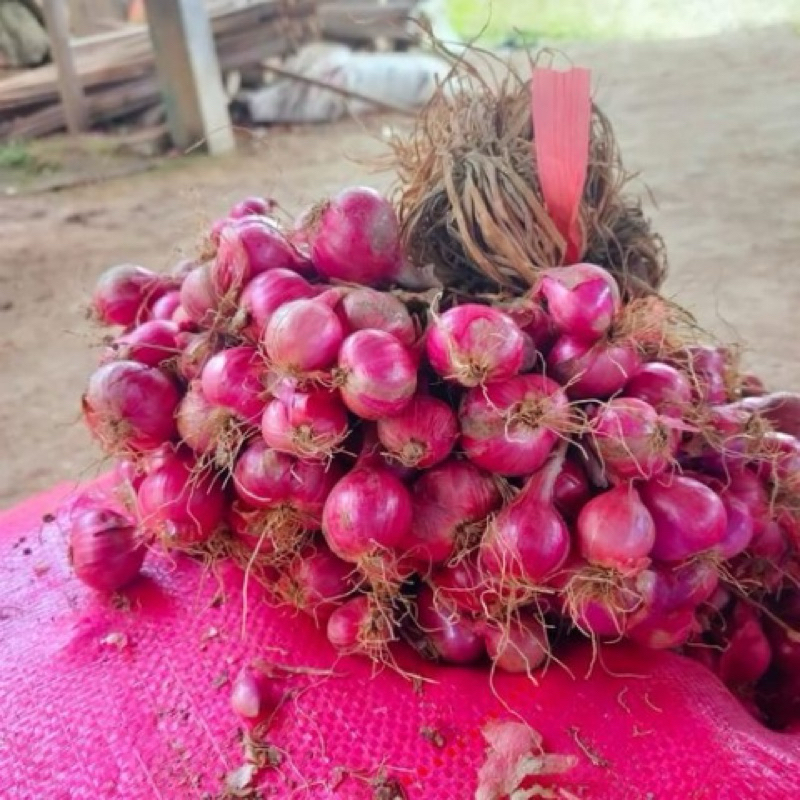 

Bawang Merah Brebes Premium 1 kg