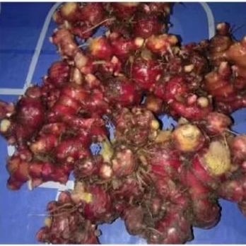 

jahe merah segar 500 gr.