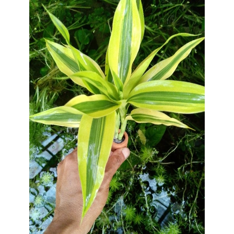 bambu hoki kuning media pot tanaman hias