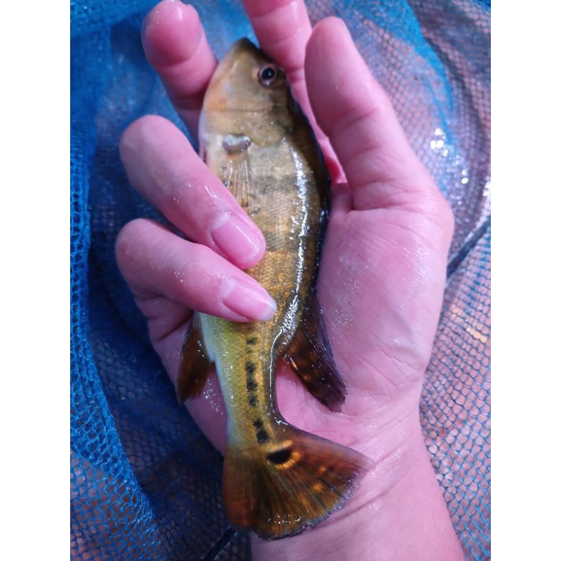 pbass kelbery pure - peacook bass kelbery pure 18-20cm