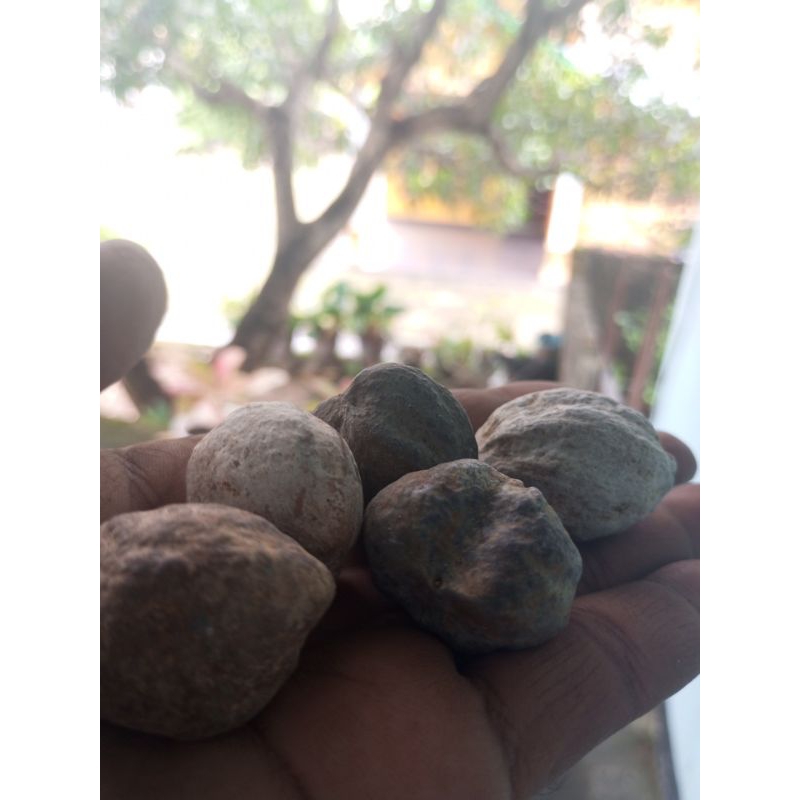 

kemiri kulit (1 kg) gendut. muncang.