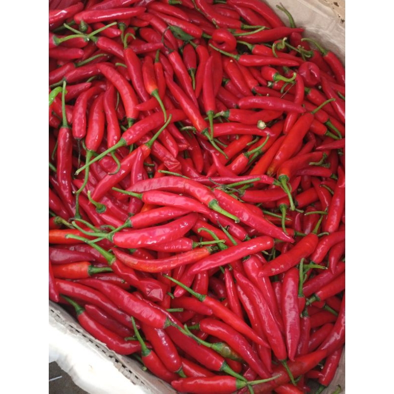 

cabe merah besar ( TW )