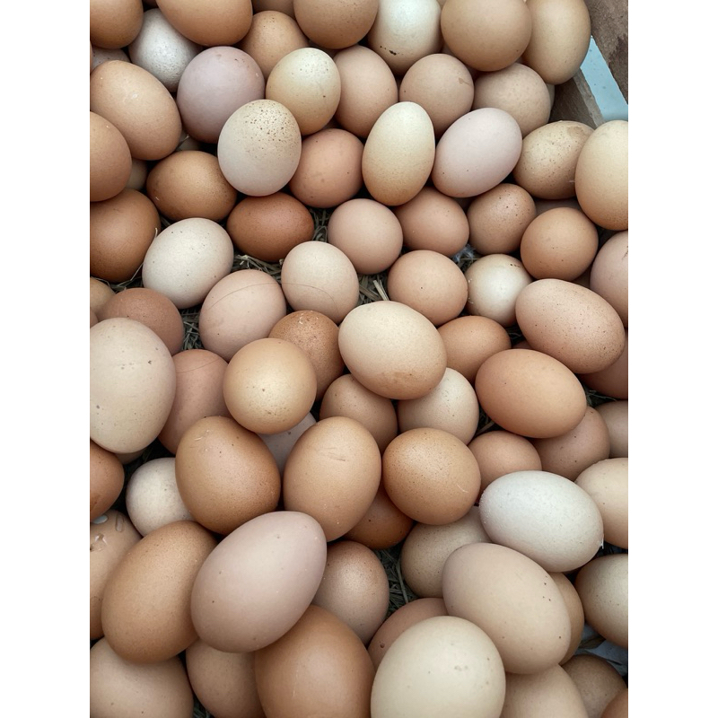 

telur ayam