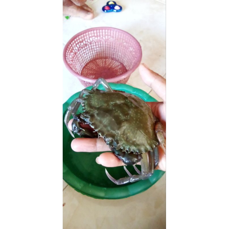 

kepiting soka (soft Shell Crab)