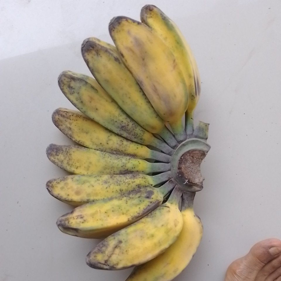 

Pisangkepokkuningmanissegarfress