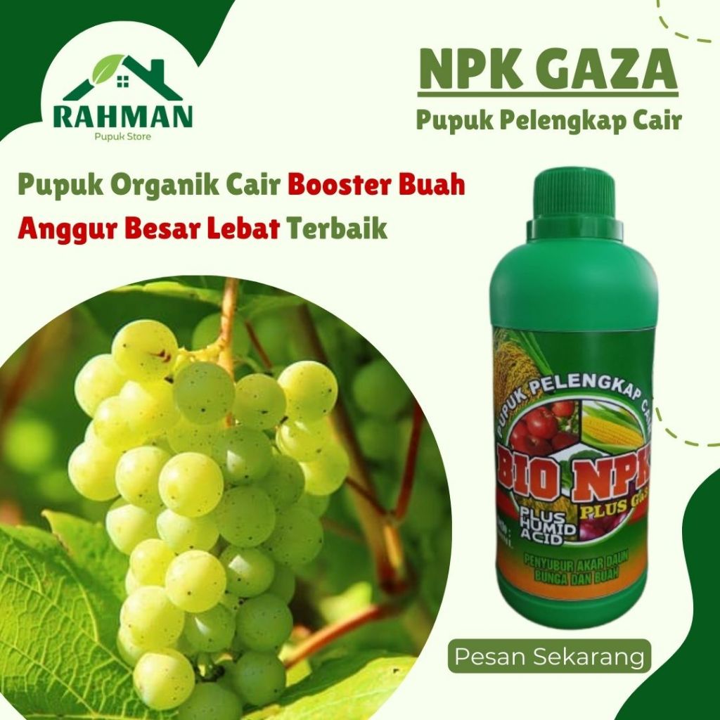 OBAT PELEBAT BUAH ANGGUR IJO TERBAIK - NPK GAZA 500ML Pupuk pelengkap untuk anggur berbuah besar dan