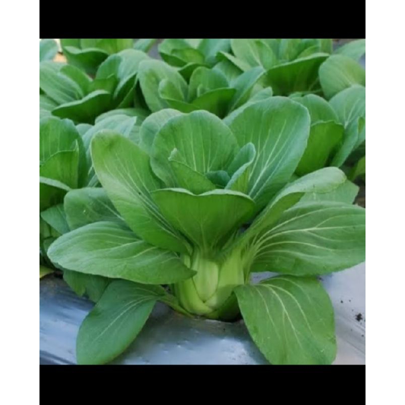 Bibit benih Pakcoy 30biji benih Pakcoy