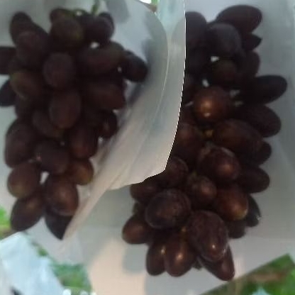 bibit pohon anggur jupiter manis besar