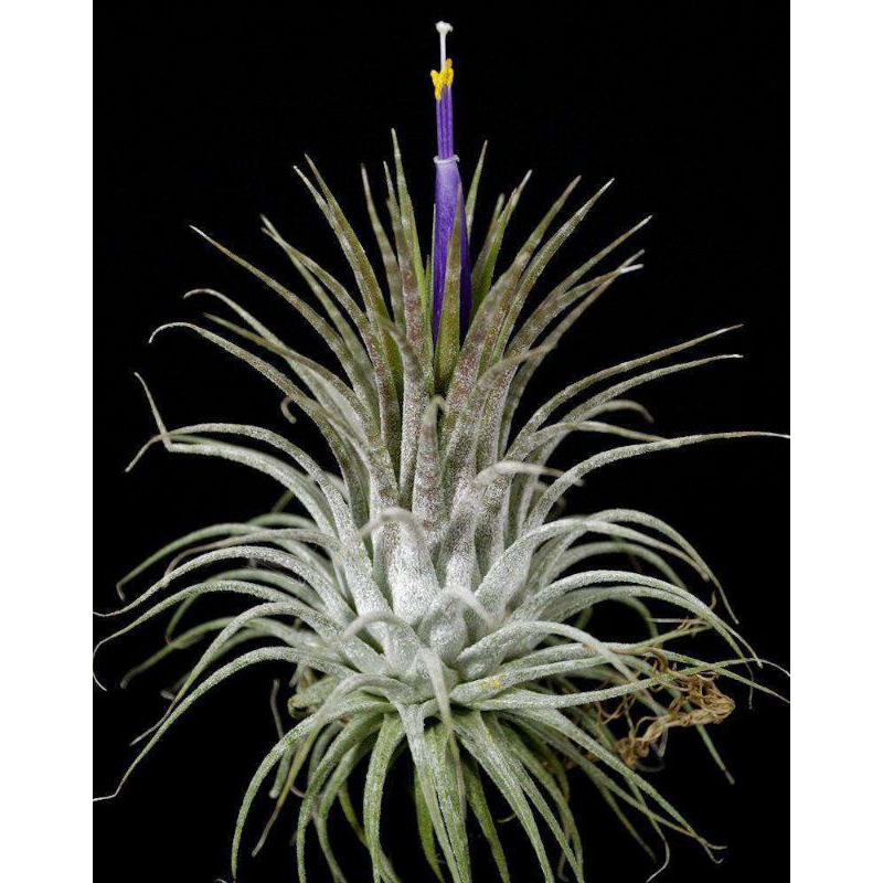 tillandsia ionantha zebrina air plant tanaman udara unik epifit