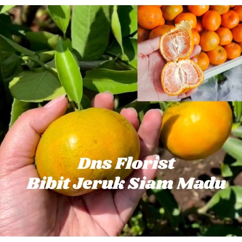 

Bibit Jeruk Siam Madu Hasil Okulasi Cepat Berbuah