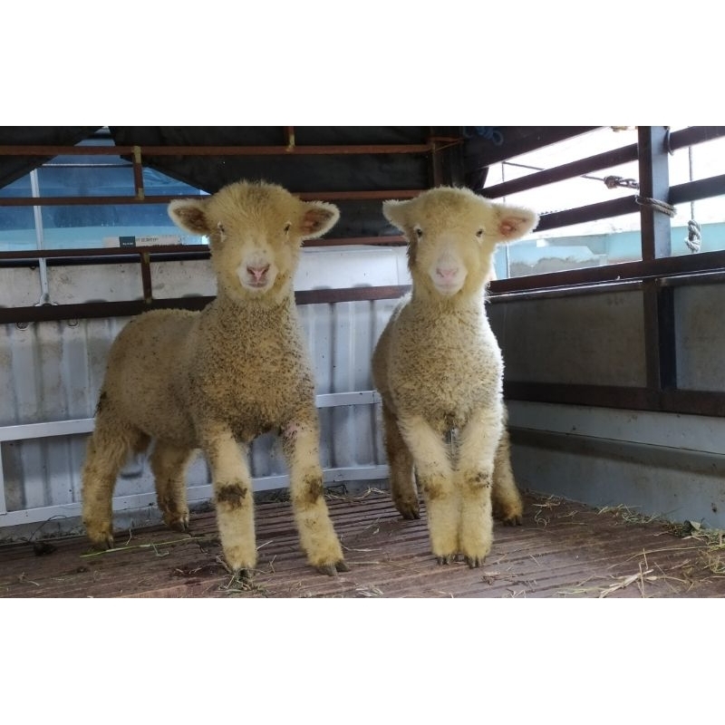 Domba Merino Lucu mirip boneka