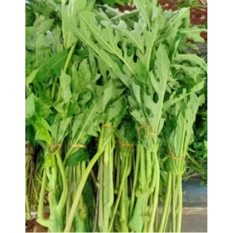 

daun pepaya muda/pres-pres isi 1iket redii