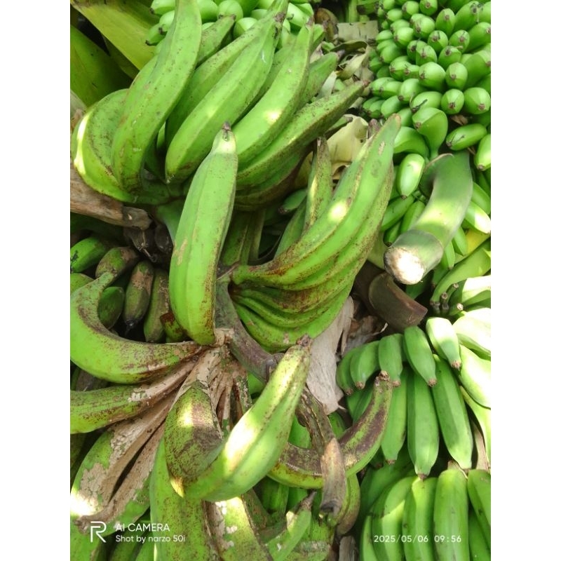 

pisang tanduk
