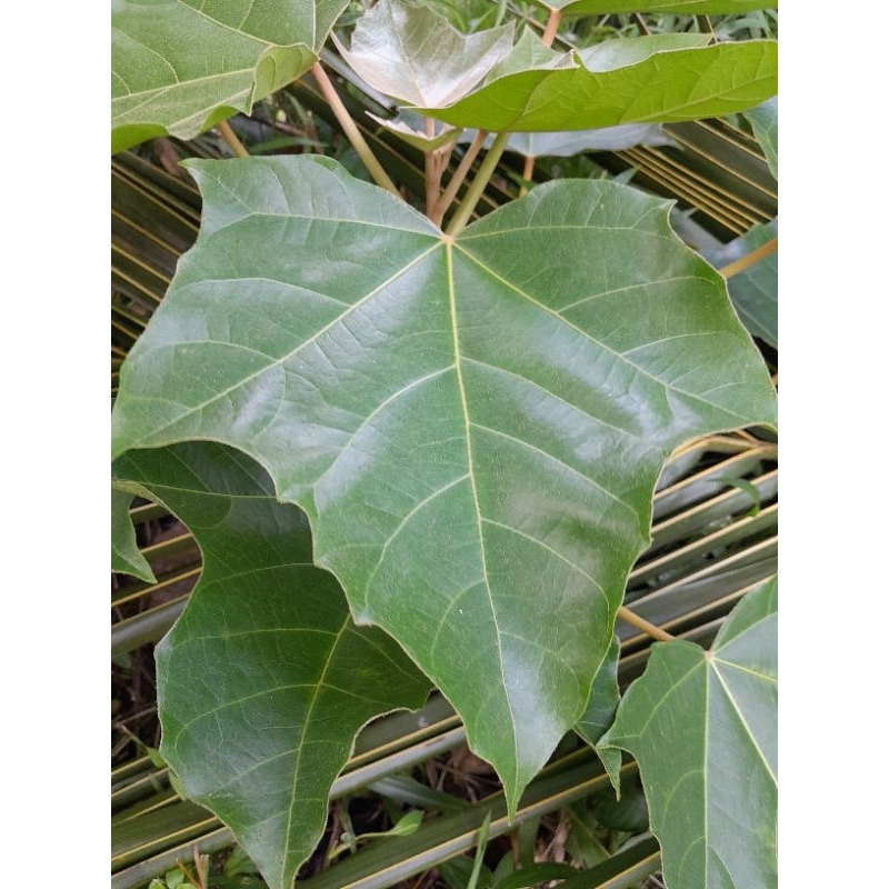 

daun kemiri muncang segar pres-pres/isi 50pcs redii siap kirim