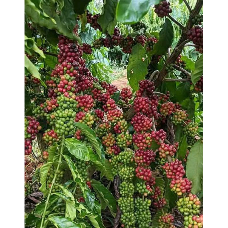 

biji kopi kualitas unggul kemasan 500g