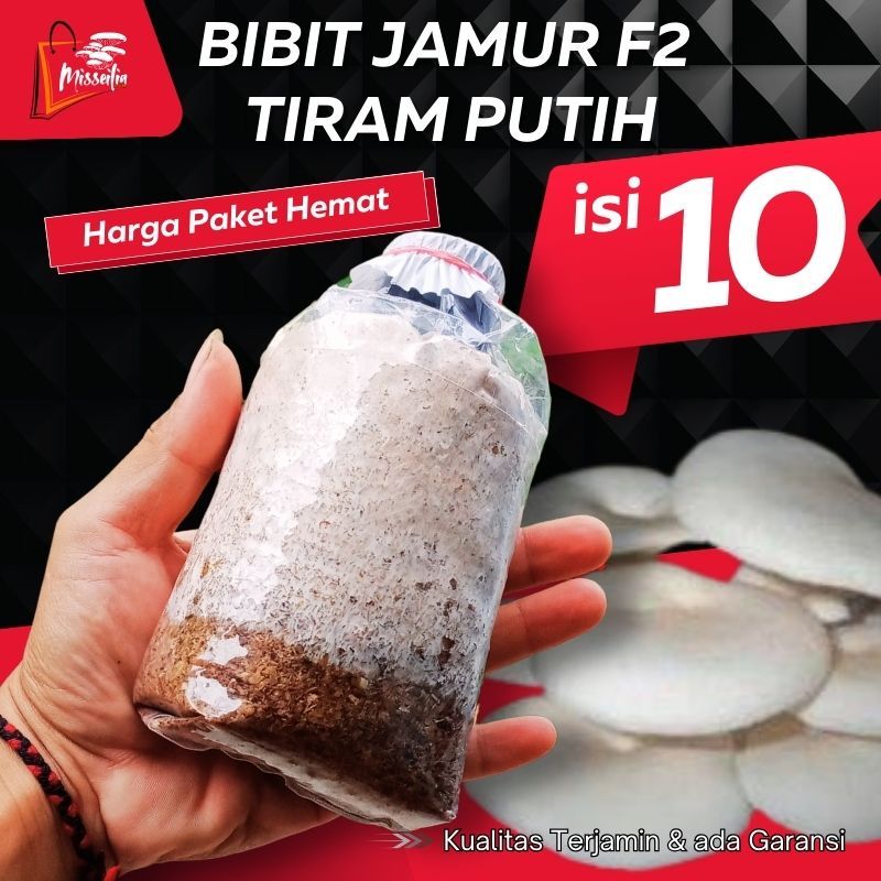 

Paket Hemat Isi 10 pcs Bibit Jamur Tiram Putih F2 Kemasan Plastik kualitas Unggul
