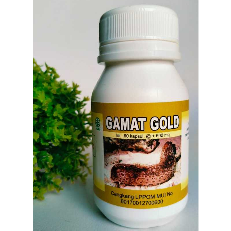 Kapsul Gamat Gold, Teripang Emas