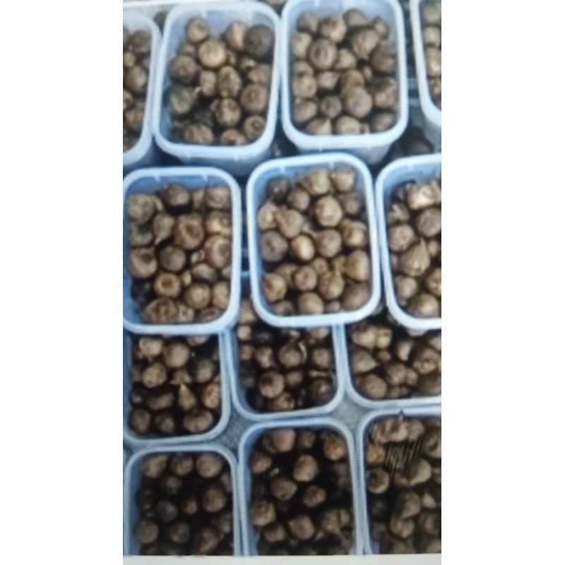 

Black garlic bawang hitam lanang bawang hitam