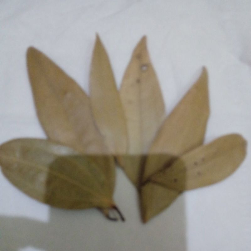 

daun salam india