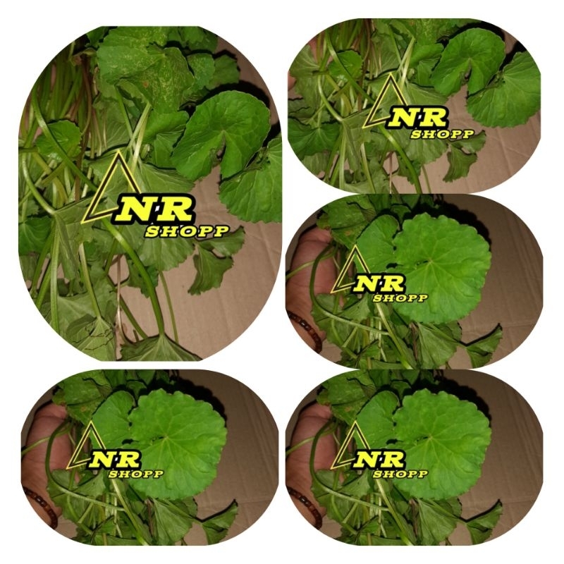 

Rempah daun pegagan segar 1kg redy stok