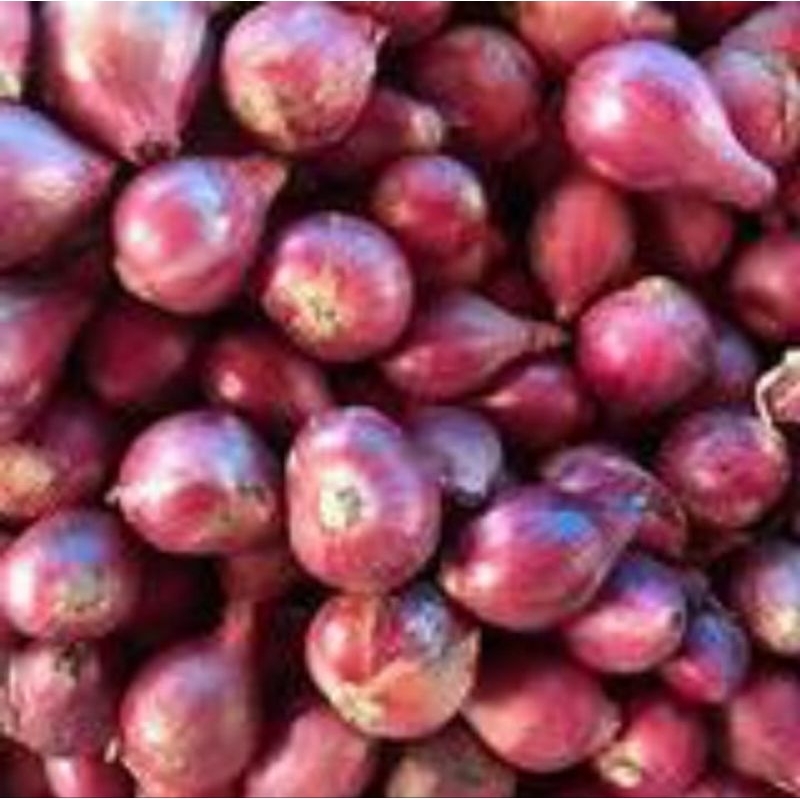 

bawang merah besar