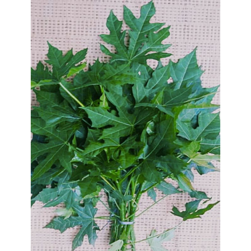 

DAUN PEPAYA JEPANG