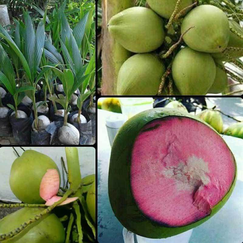 bibit kelapa Wulung Hibrida genjah unggul cepat berbuah