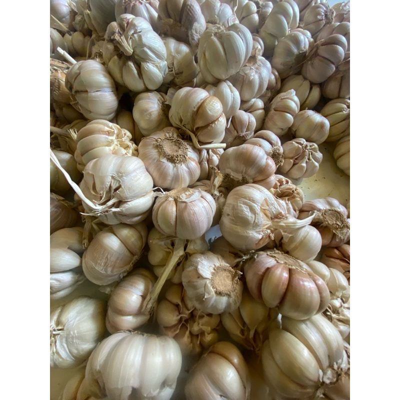 

bawang putih sincu super 250gr 500gr 1kg promo fresh dan segar