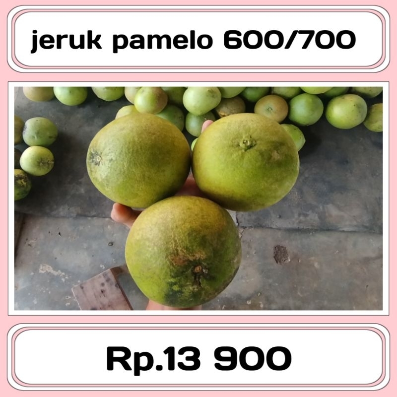 

JERUK PAMELO MANIS 600/700gram