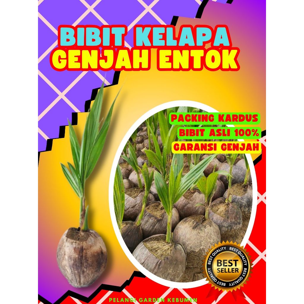 CEPAT BERBUAH.. Benih Buah Kelapa Kopyor Besar, Benih Buah Kelapa Kopyor Bogor, Benih Buah Kelapa Ko