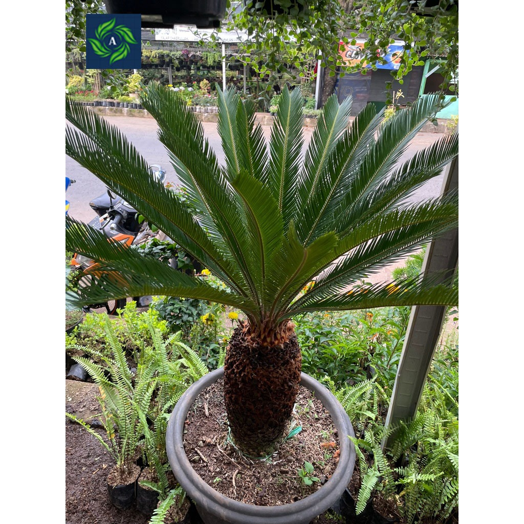 Pohon Hiasan Taman Palem Sikas Kualitas Terbaik