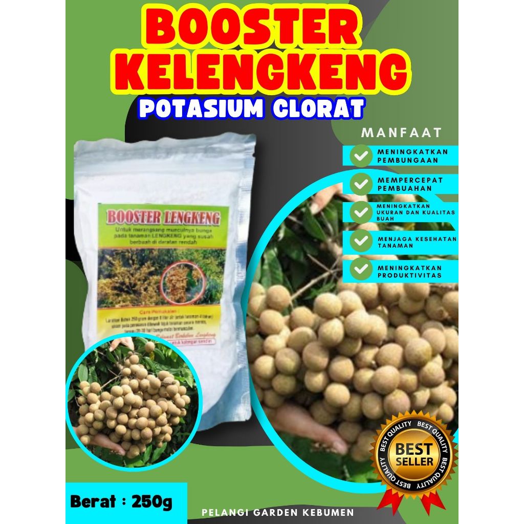 UNGGULAN ! Boster Kelengkeng Siap Berbuah, Boster Kelengkeng Stek