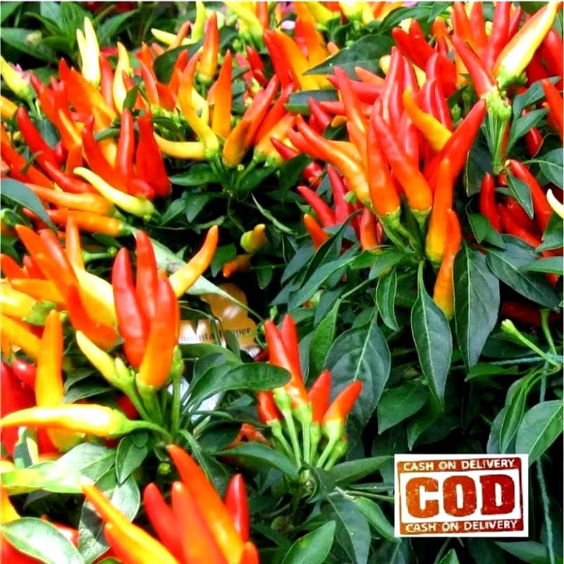 

50 benih cabe rawit setan fi/cabe rawit setan super pedas