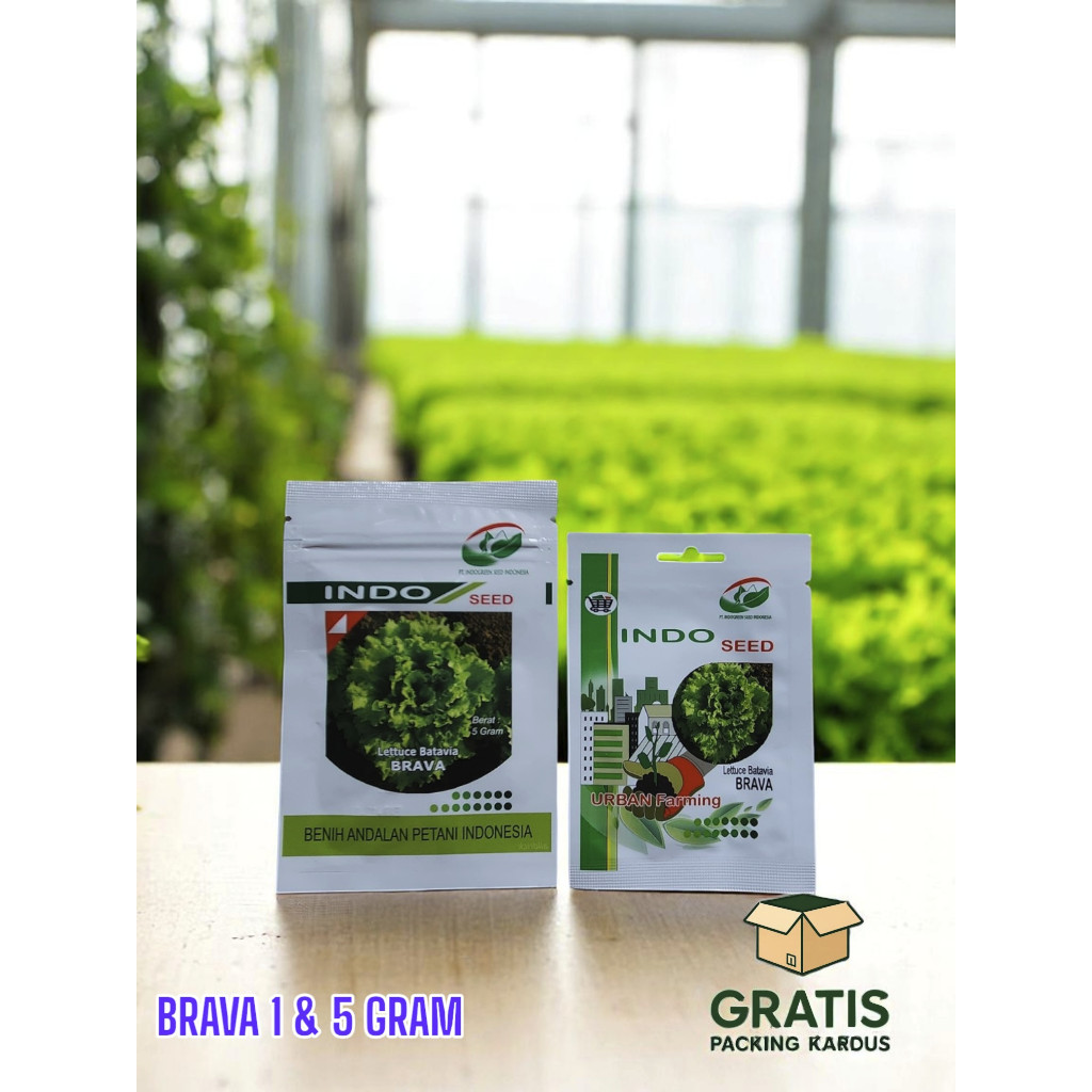 [1&5 GRAM] BRAVA Benih Bibit Selada Brava 1 Gram & Brava 5 Gram By Indo Seed