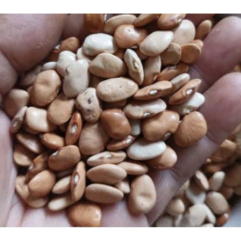 

Benih biji kacang kekara kacang keratok atau roay 50 pcs