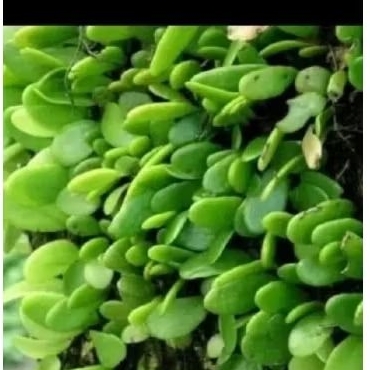 

DAUN PICISAN / SISIK NAGA 100gr MURAH. OBAT HERBAL. OBAT TRADISIONAL OBAT HERBAL MURAH....