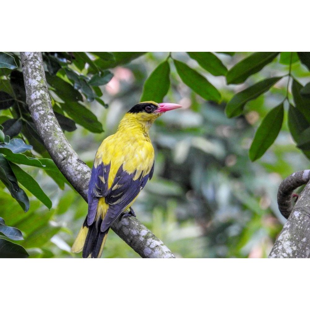 Kepodang Emas Jawa Bandung