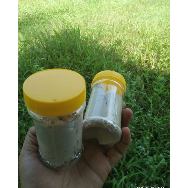 PAKET HEMAT 50-100 gram UMPAN KUCUR JITU / UMPAN KUCUR SPECIAL IKAN BAUNG / IKAN SENGGAL / AMPAN KUC