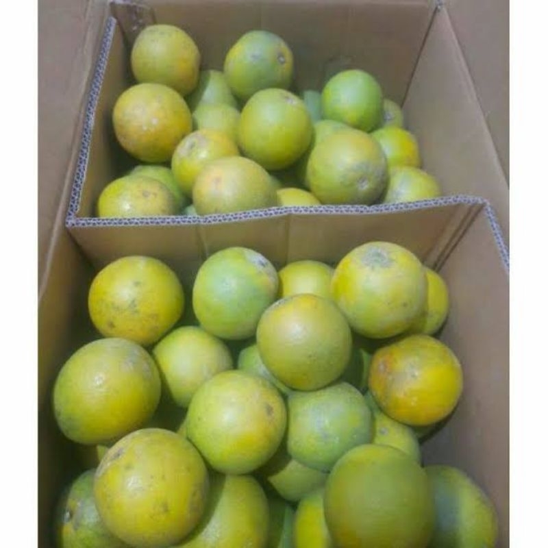 

buah jeruk peras beby java 2kg