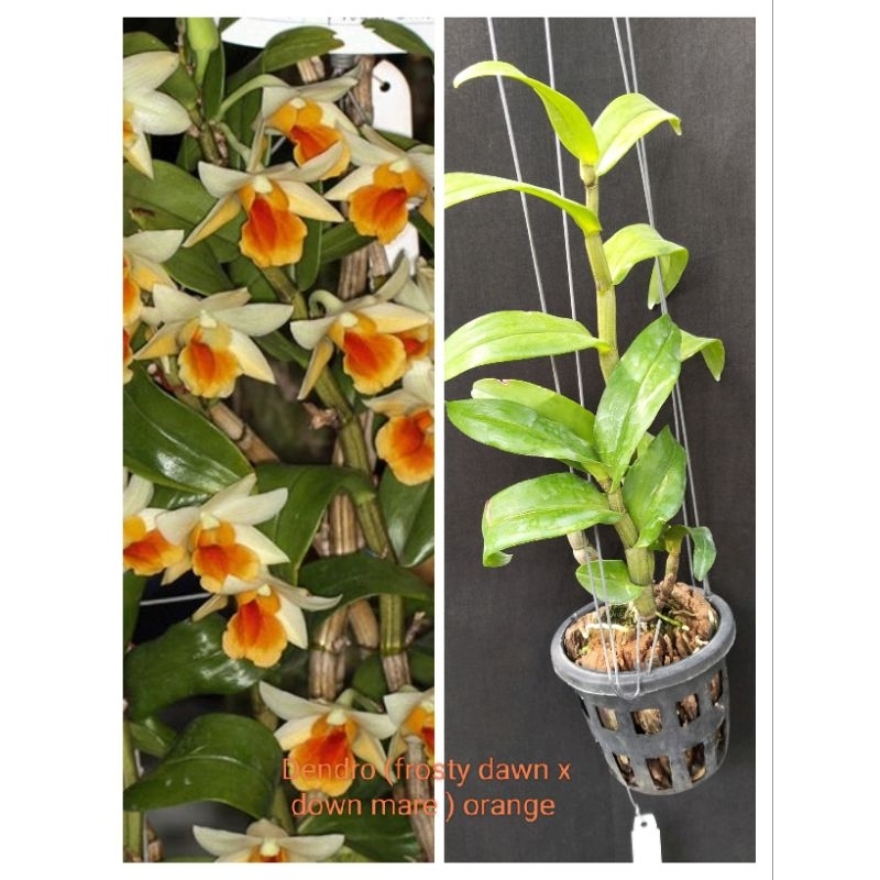 Dendro frosty down orange dewasa
