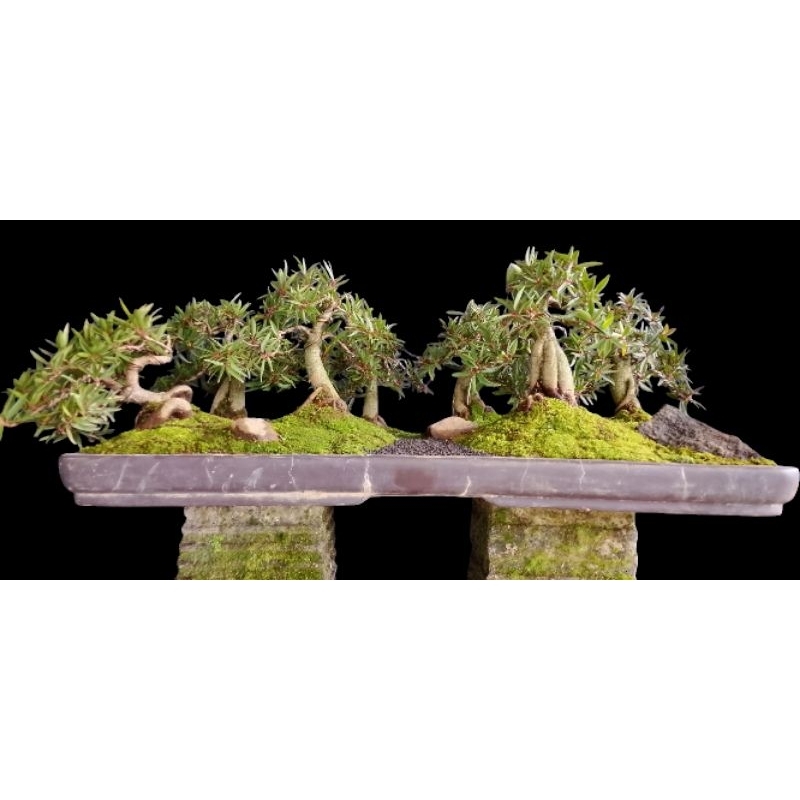 bonsai panorama beringin california