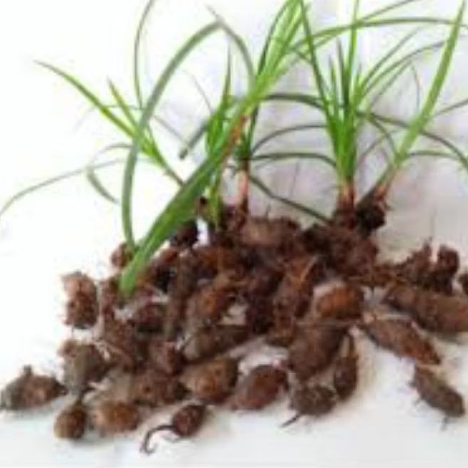 

Umbi Teki Kering 250 Gram ubi teki