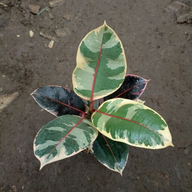 PROMO tanaman ficus ruby karet kebo varigata merah pohon karet kebo ficus elastica ruby red