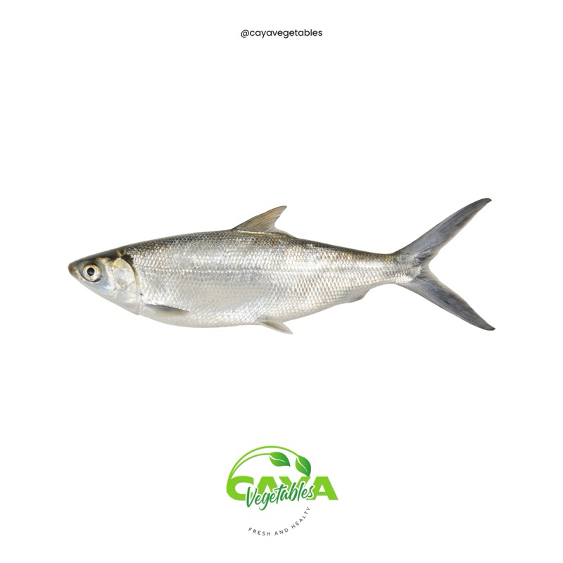 

Ikan Bandeng Segar Frozen (1pcs) 250/300gr | CayaVegetables