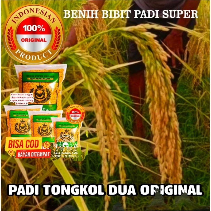 COD BENIH SUPER bibit padi tongkol dua berbobot unggulan 10 KG