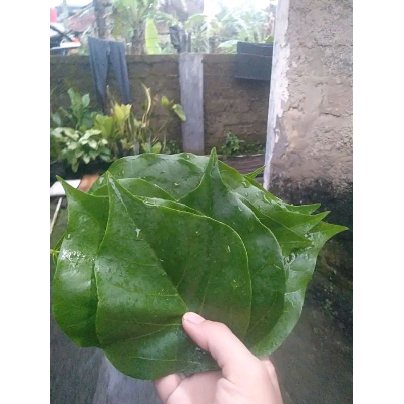 

daun Dadap banyak khasiat nya