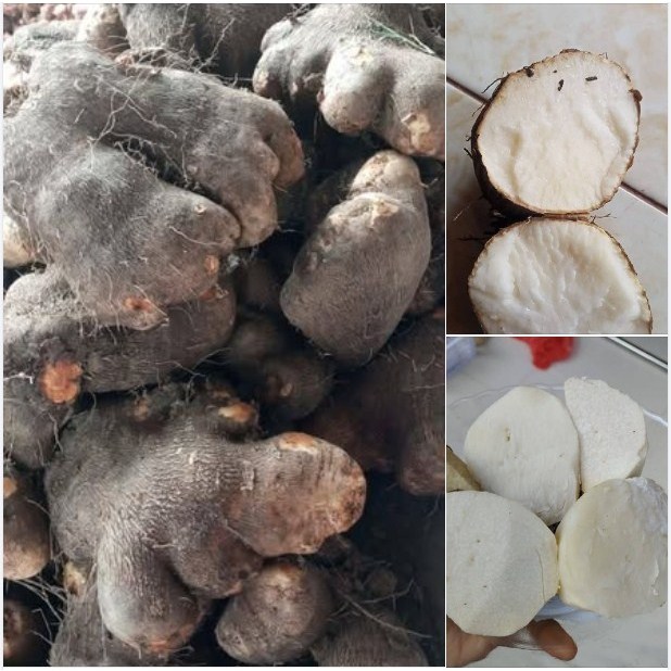 

1 Kg Uwi Putih Mentah / Umbi Uwi Putih Legi Pulen Dioscorea spp