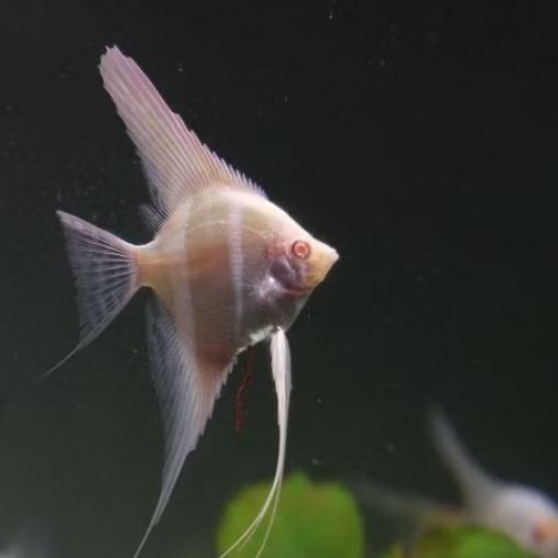 Manfish Golden Red Eye Dantum KW 2.5 - 3 cm - Perawatan Aquarium